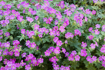 Geranium flowers, geranium sylvaticum close up, UK