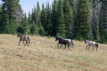 Obraz na płótnie Canvas Four wild horse mustangs galloping away in the Pryor Mountains in Montana United States