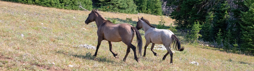 Obraz na płótnie Canvas Two wild horses running in the Pryor Mountain in Montana United States