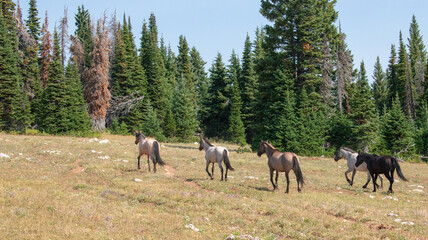 Small band of five wild horses running uphill in the Pryor Mountain in Montana United States