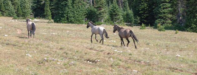 Herd of three wild horses in the Pryor Mountain in Montana United States