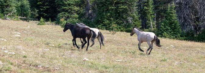 Three wild horses running in the Pryor Mountains in Montana United States