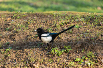 A black-billed magpie look for food on the ground in the park