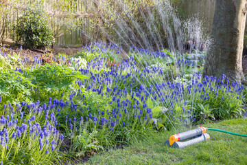 Garden sprinkler watering flowers, irrigation system, UK - obrazy, fototapety, plakaty