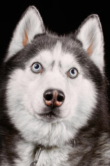 Portrait husky dog. Studio portrait head siberian husky dog close-up