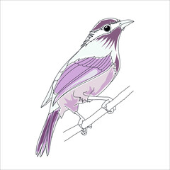 Vector Pink Hummingbird Bird illustration, Colibri