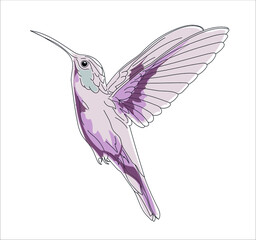 Vector Pink Hummingbird Bird illustration, Colibri