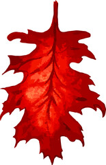 Red leaf watercolor illustration. Outumn drawn leaf in red and orange color isolated on white background. Vector illustration.