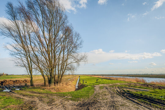 Dutch polder landscape with a tree with bare branches. Wheel tracks in the mud are visible in the foreground. The photo was taken in the province of North Brabant on a sunny day in the winter season.