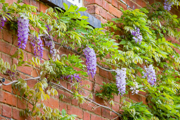 Wisteria plant with flower growing on house wall, UK