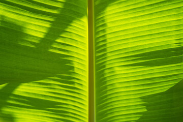 Shadow of palm leaf on banana leaf.