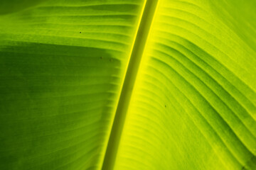 Shadow of palm leaf on banana leaf.