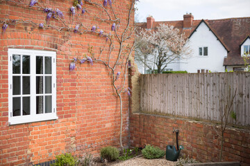 Wisteria plant growing on house wall, UK