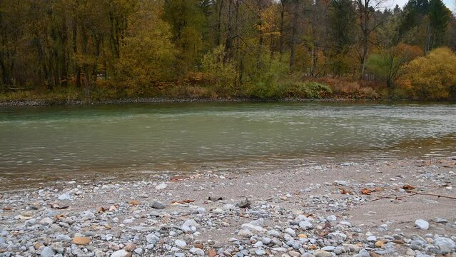 Sava River flowing downstream in pristine nature in Slovenia. River bank is covered with colorful trees. Autumn or fall season. Gravel shore. Static shot, real time, low angle