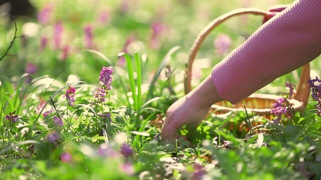 Woman harvesting leaves of fresh bear garlic in the forest, herbalism, herb for cooking, food concept