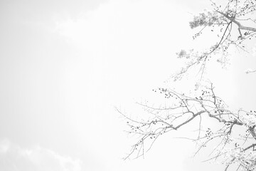 Abstact blur black and white Prunus cerasoides
