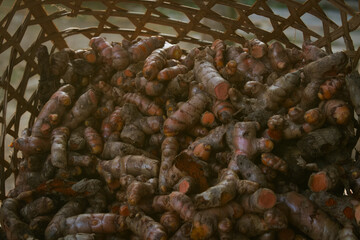 fresh organic group of ginger on market for selling. Ginger harvest, ginger farm, organic ginger. 