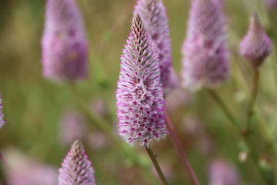 Purple Mulla Mulla in the Cape Range National Park near the town of Exmouth in Western Australia.