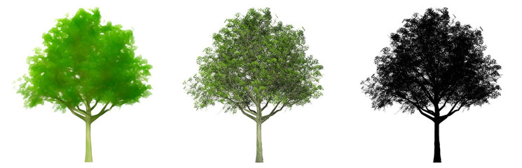 Set or collection of Big Leaf Maple trees, painted, natural and as a black silhouette on white background. Concept or conceptual 3d illustration for nature, ecology and conservation, strength