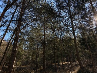 trees in the forest