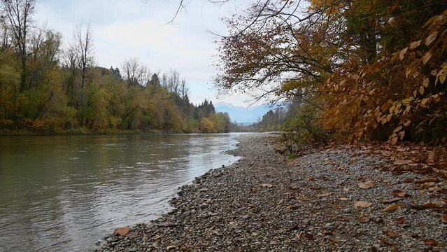 Sava River flowing downstream in pristine nature in Slovenia. River bank is covered with colorful trees. Autumn or fall season. Gravel shore. Static shot, real time