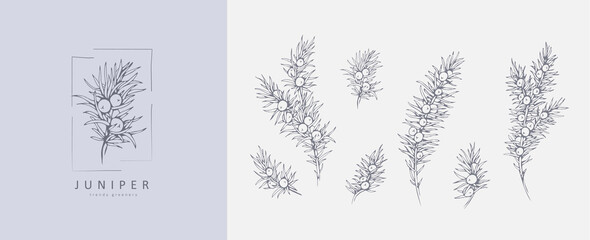 Juniper Floral logo and branch set. Hand drawn line winter wedding herb, elegant leaves for invitation save the date card