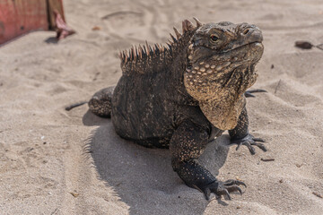 Caribbean reptile iguana on the sand