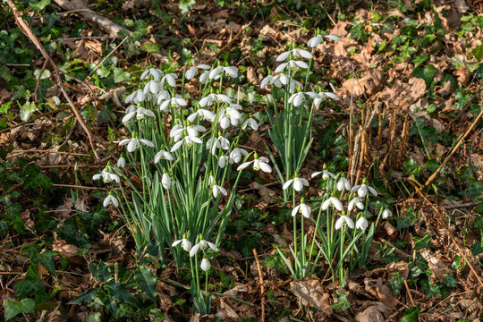 Snowdrops (Galanthus) a spring winter bulbous flowering plant with a white green springtime flower in January, stock photo image
