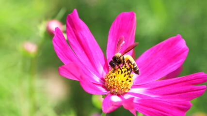 Bumblebee and pink flower. Closeup bee sucking nectar of beautiful blooming pink cosmos flower on blur green nature background with copy space. Selective focus