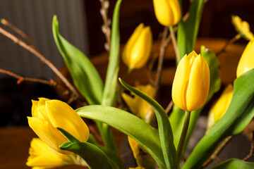 Naklejka premium Simple bouquet with fresh yellow tulips. Selective focus. Spring time theme.
