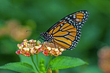 Fototapeta na wymiar Papillon monarque, danaus plexippus, sur une fleur