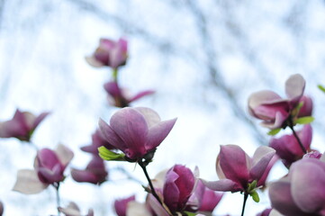 magnolia flowers 32