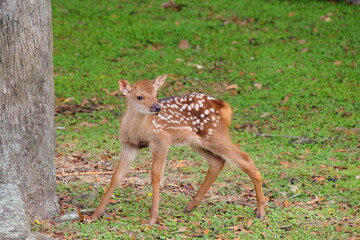 奈良公園の子鹿