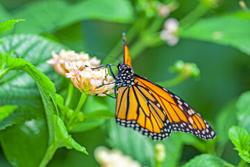 Papillon monarque, danaus plexippus, sur une fleur