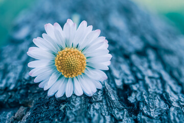 Naklejka premium romantic white daisy flower in springtime
