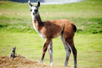 llama in the grass