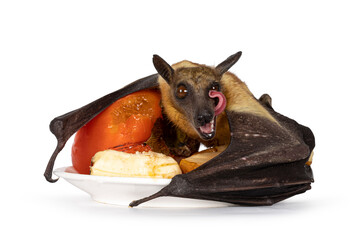 Young adult flying fox, fruit bat aka Megabat of chiroptera, laying on plate with fresh fruits. Looking straight to camera. Isolated on white background. Cleaning eye with tongue.