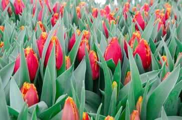 Forcing, cultivating tulips, in various ways for hydroponics and sustainable agriculture. Small farming as a business. Growing tulips in large volumes for sale in flower shops. Tulip Fabio.