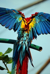 blue and yellow macaw ara © Ashish . B . Bade