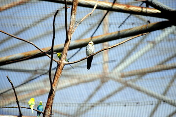 barbed wire fence