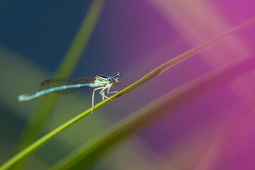 beautiful colorful dragonfly on a natural background