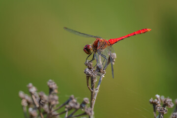 beautiful colorful dragonfly on a natural background