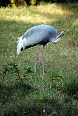 Fototapeta premium blue heron in the grass