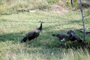 birds