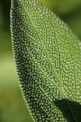 Szałwia lekarska sage Salvia officinalis herbs
