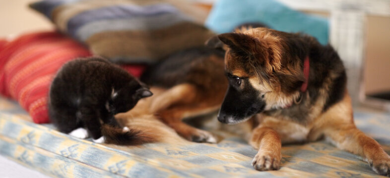 Best friends forever. An adorable picture of a kitten and young dog lying on a bed.