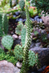 Rojnikowiec mongolski Orostachys mongolei suculent