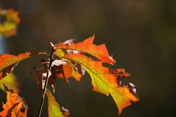 Herbst