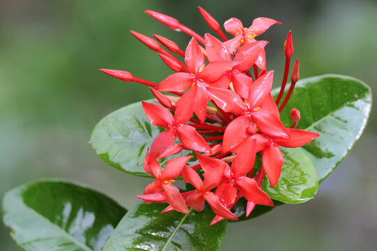 The beauty of the Chinese ixora flower in full bloom. This plant has the scientific name Ixora chinensis. 