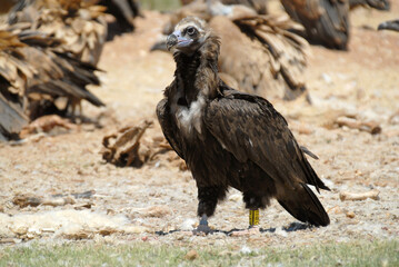 vultures in the midden feed on dead animals